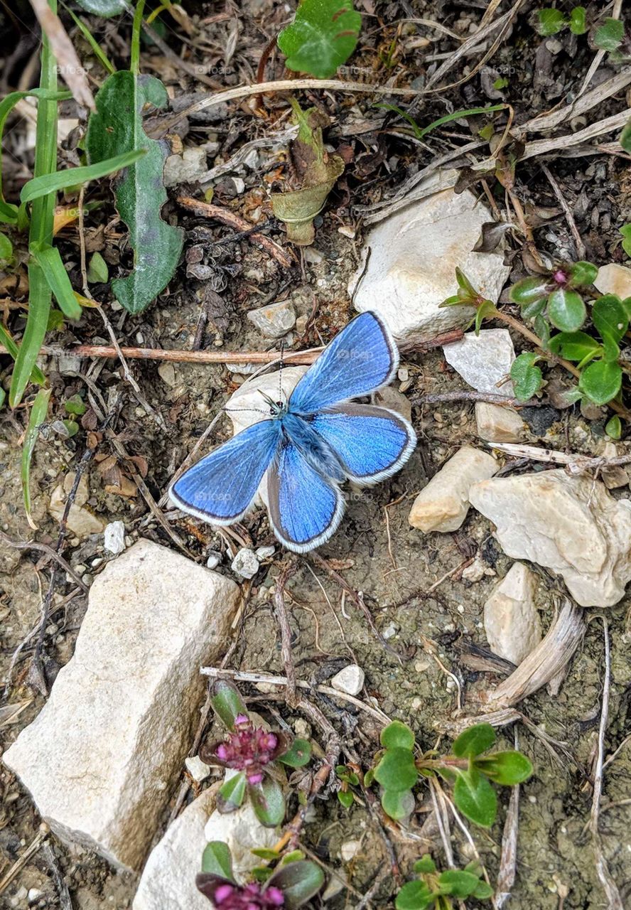 amazing blue butterfly