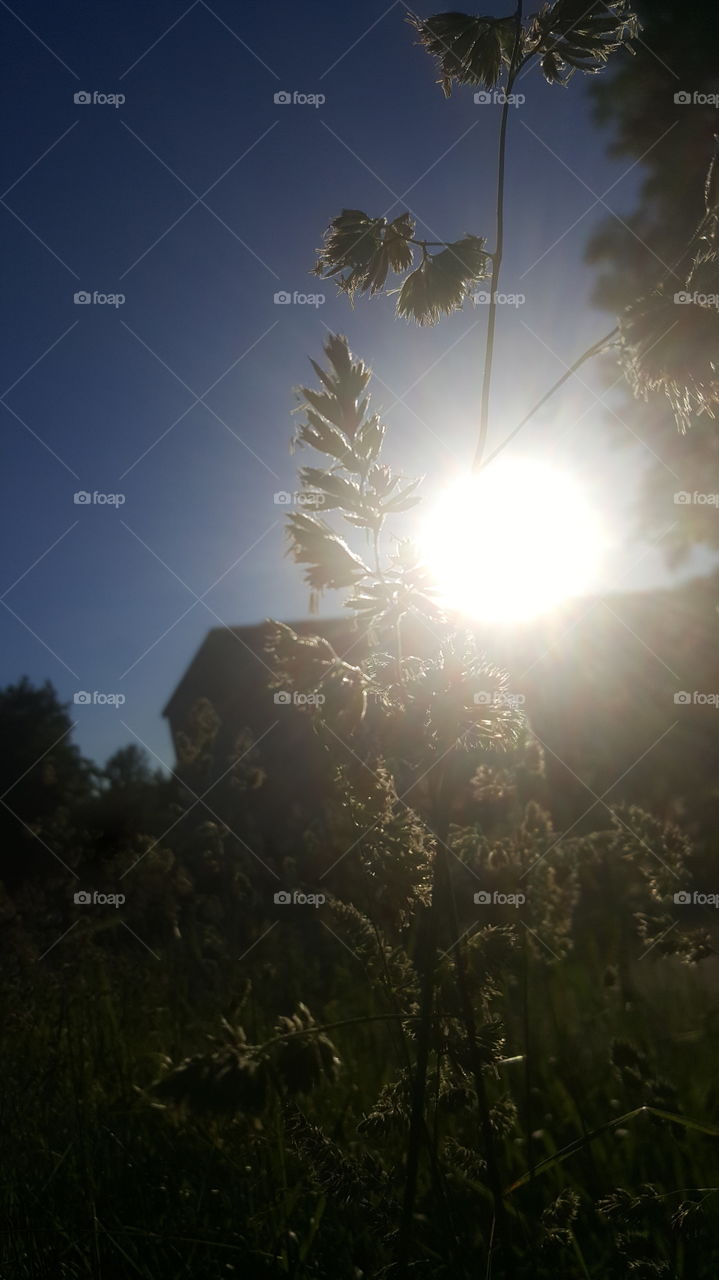 grass in sunlight.