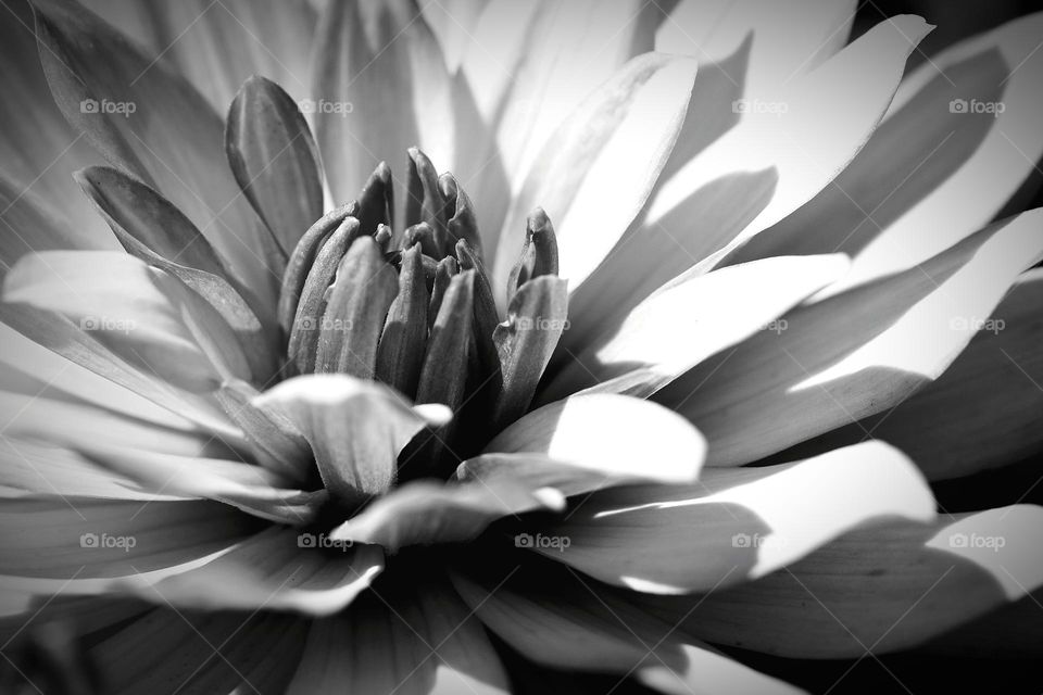 Blüte Schwarzweiß