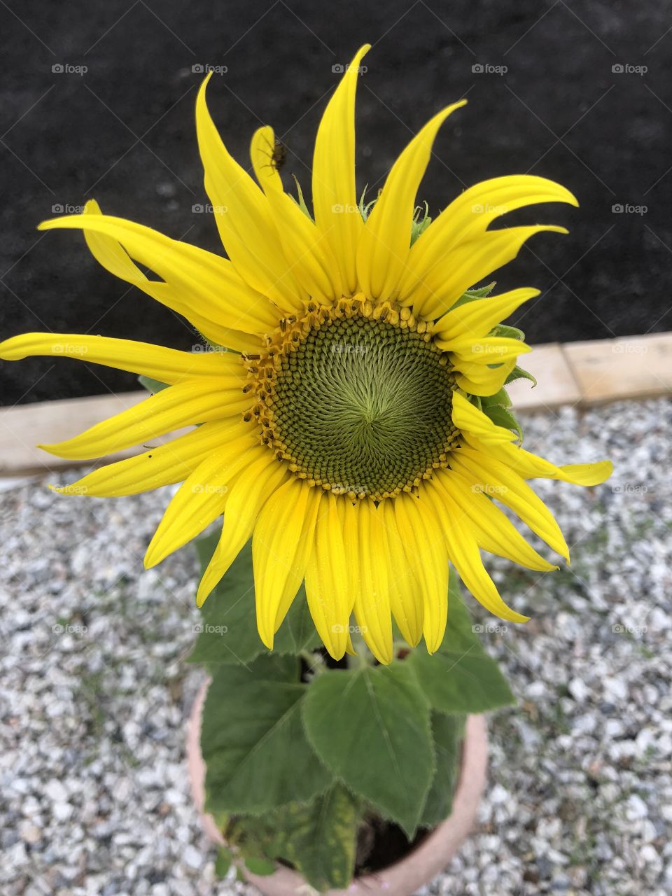 Stumbled on a rather lovely single sunflower growing in a friends garden.