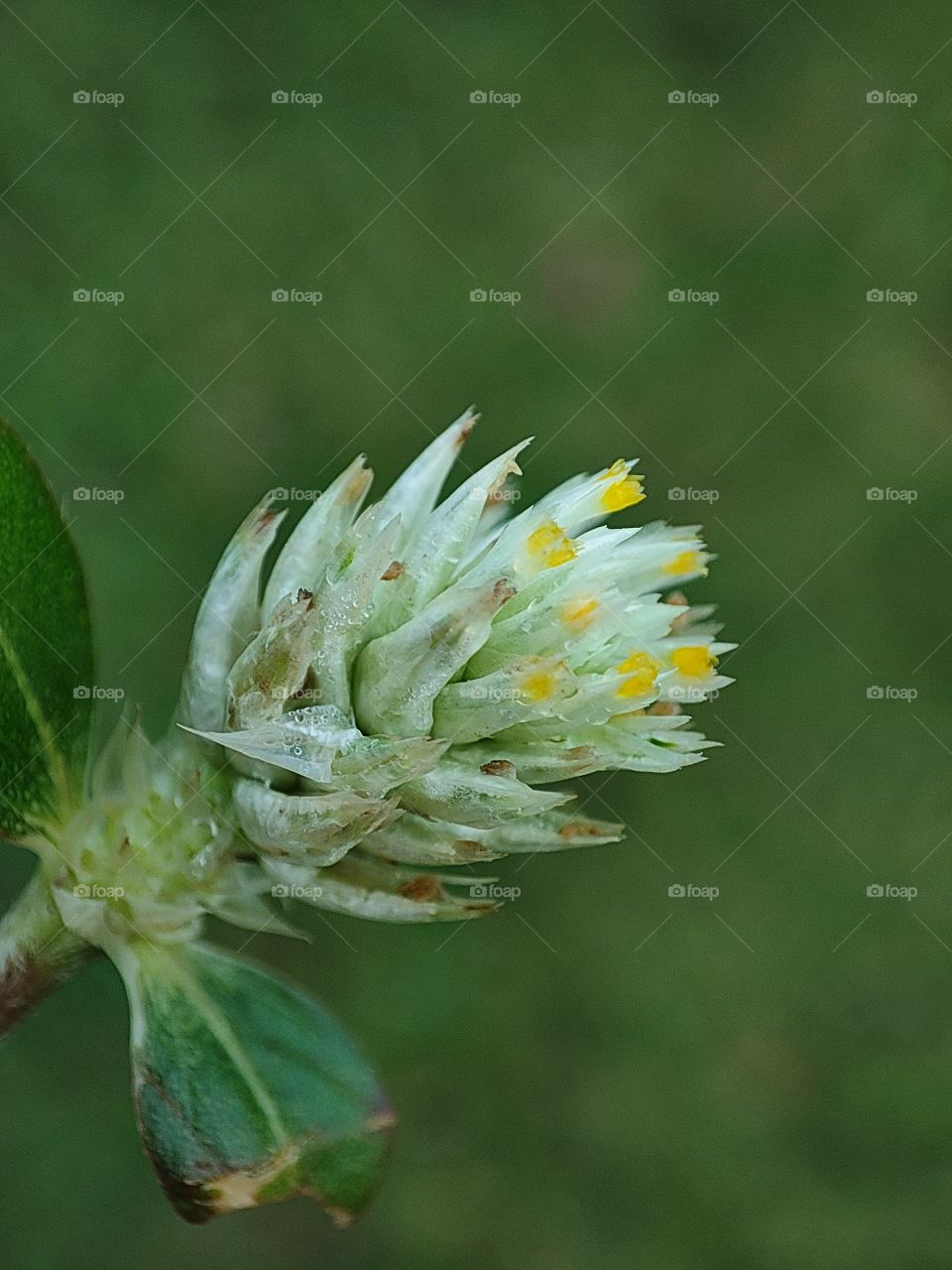 Alternanthera caracasana