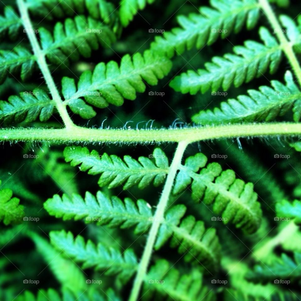 Ferns