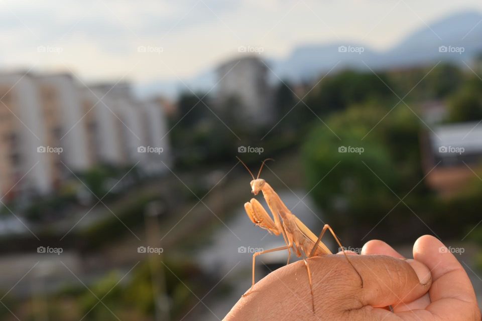 praying mantise sitting on hand