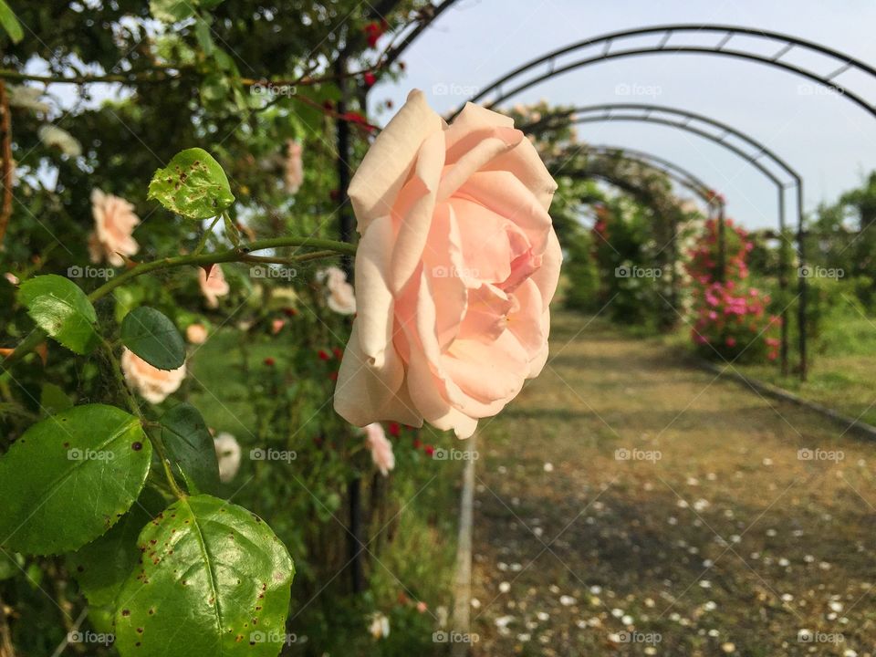 Beautiful light pink rose in the garden
