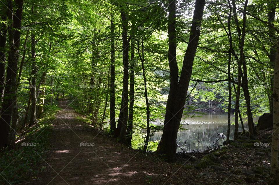 Magical forest in the south of Sweden