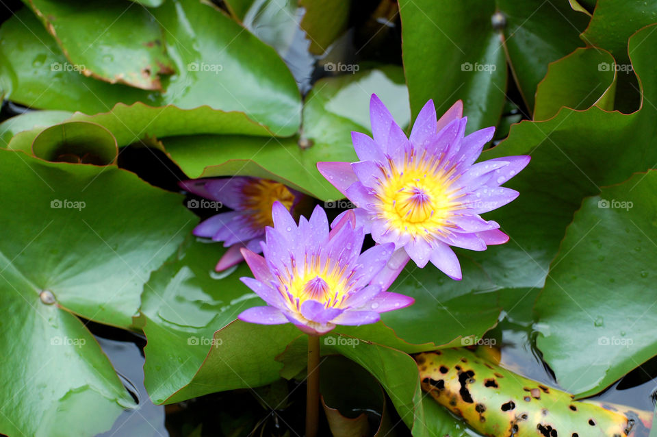 Lily pad flowers