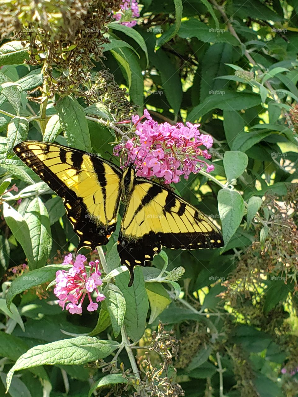 Beautiful yellow monarch butterfly