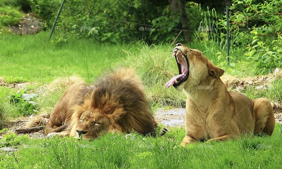 Lions