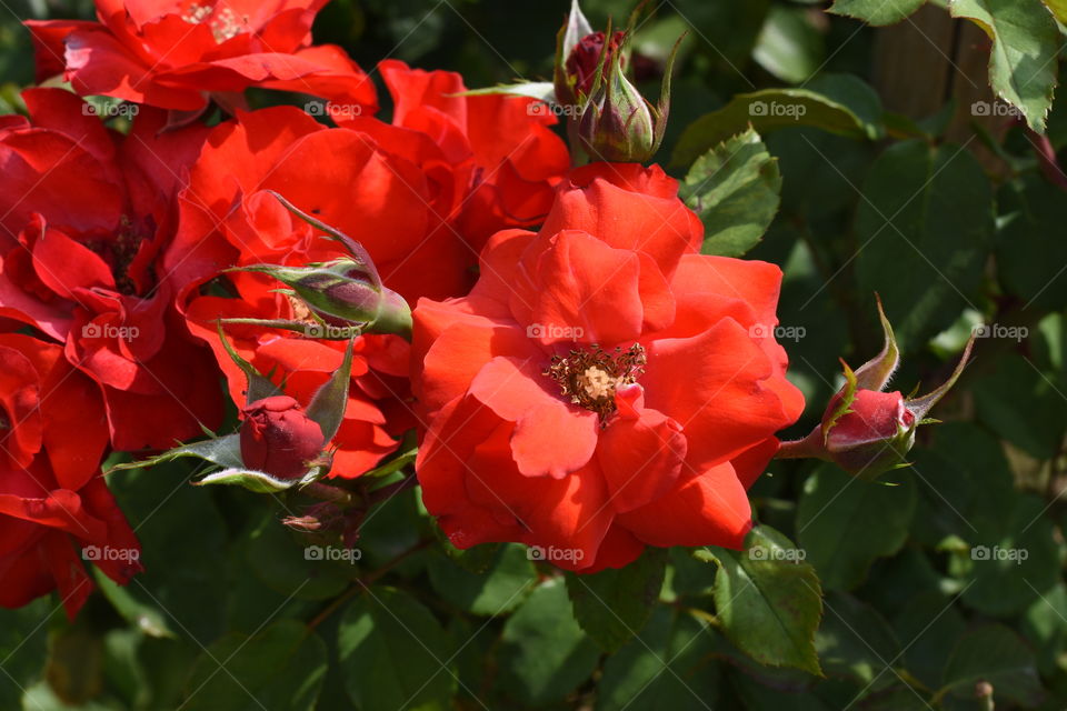 Red roses under the sun