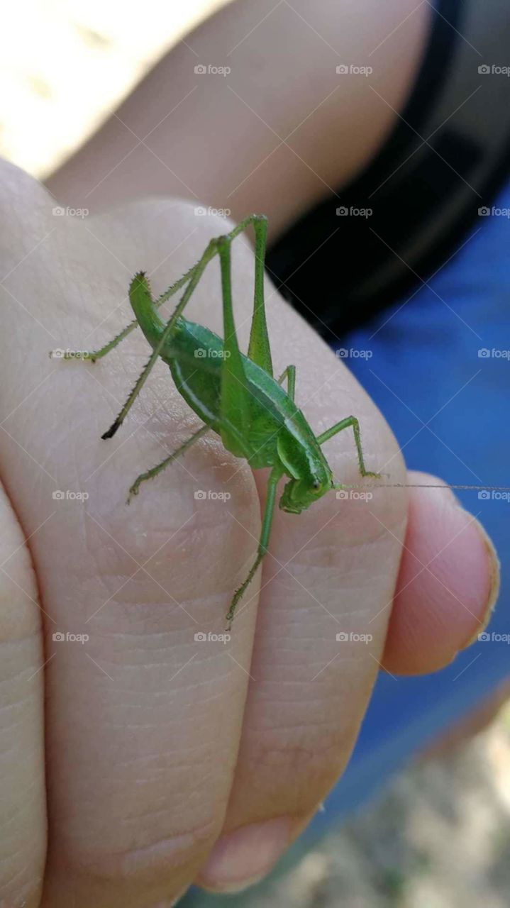 My friend-the grasshopper