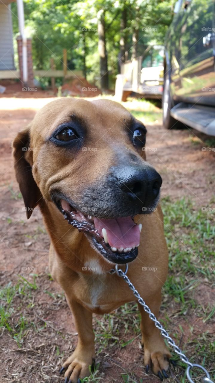 Dog, Mammal, Cute, Portrait, Pet