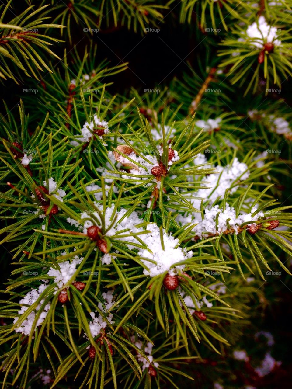 Evergreen in the Snow 