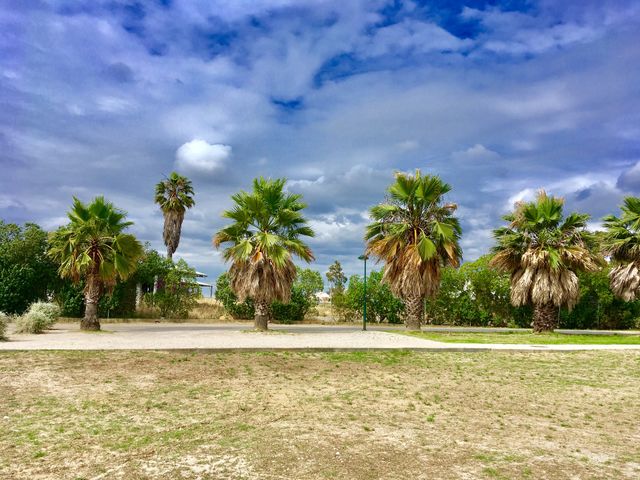 Palm trees 