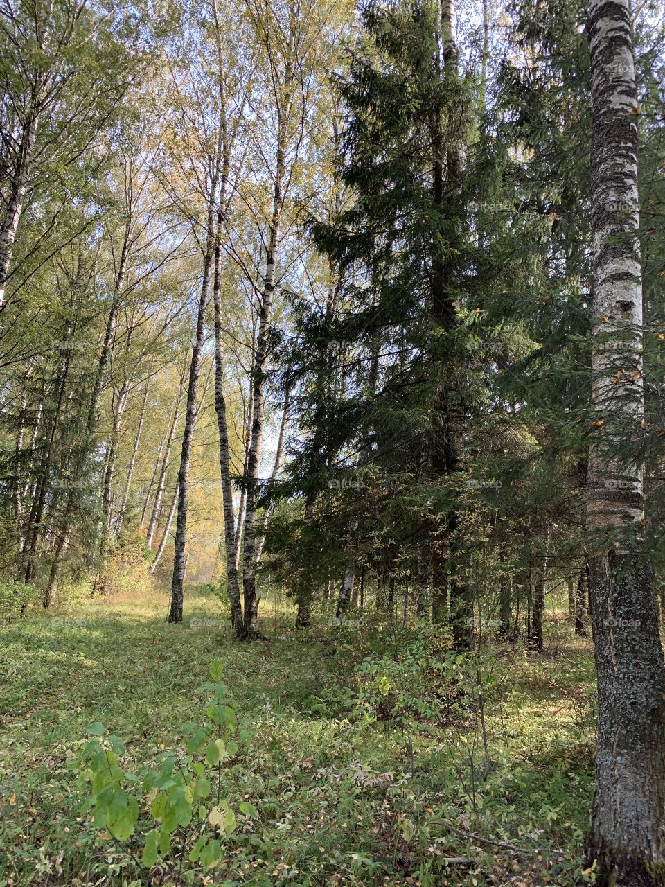 Forest in September 