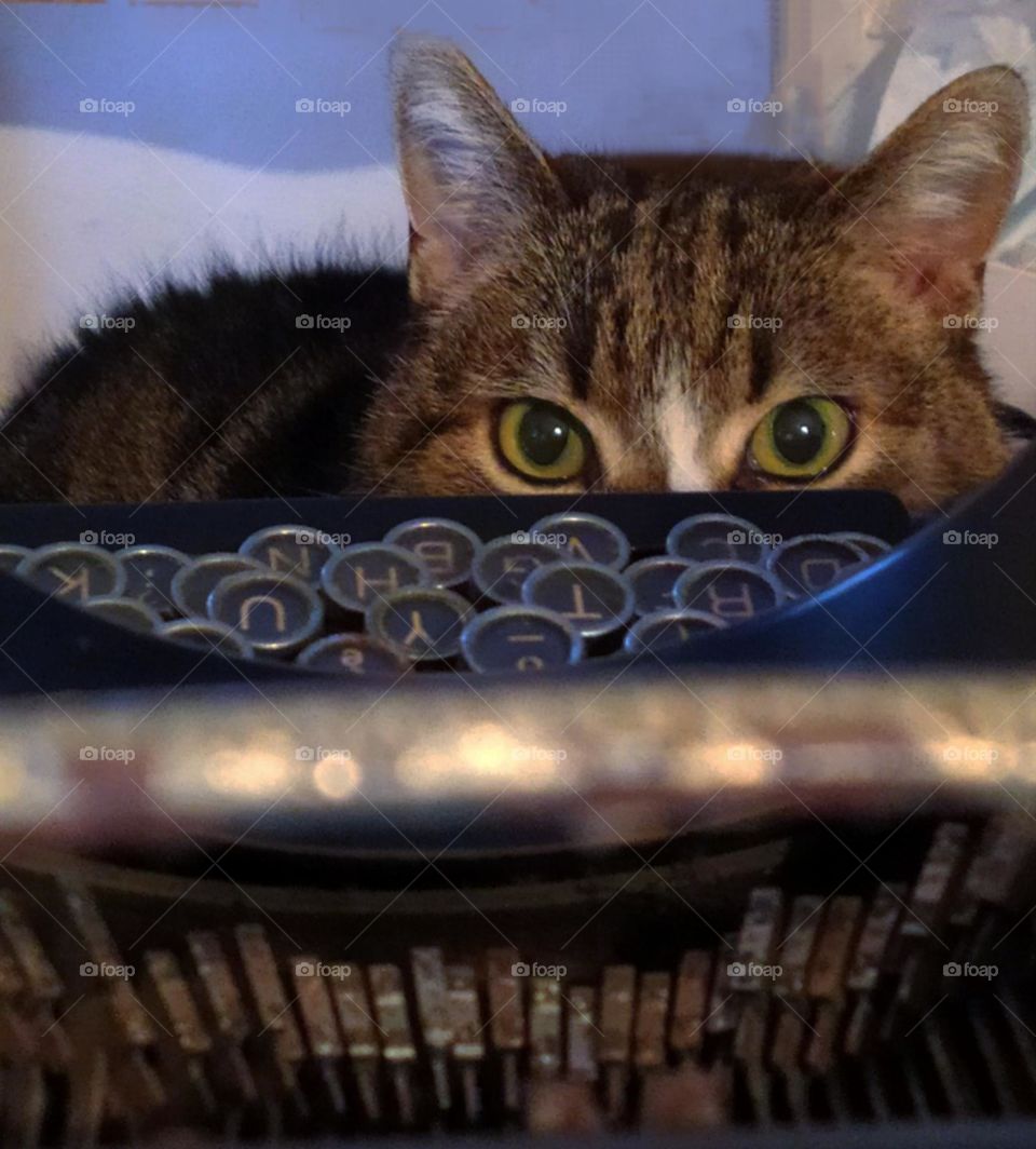 Cat's eyes and typewriter keys "OLIVETTI" Italy