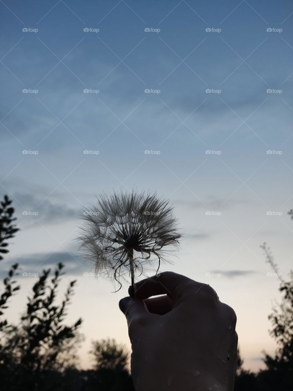 Dandelion as a symbol of summer. You blew and it flew away.