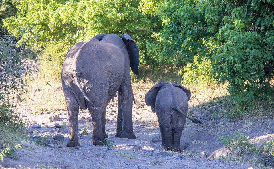Elephants 