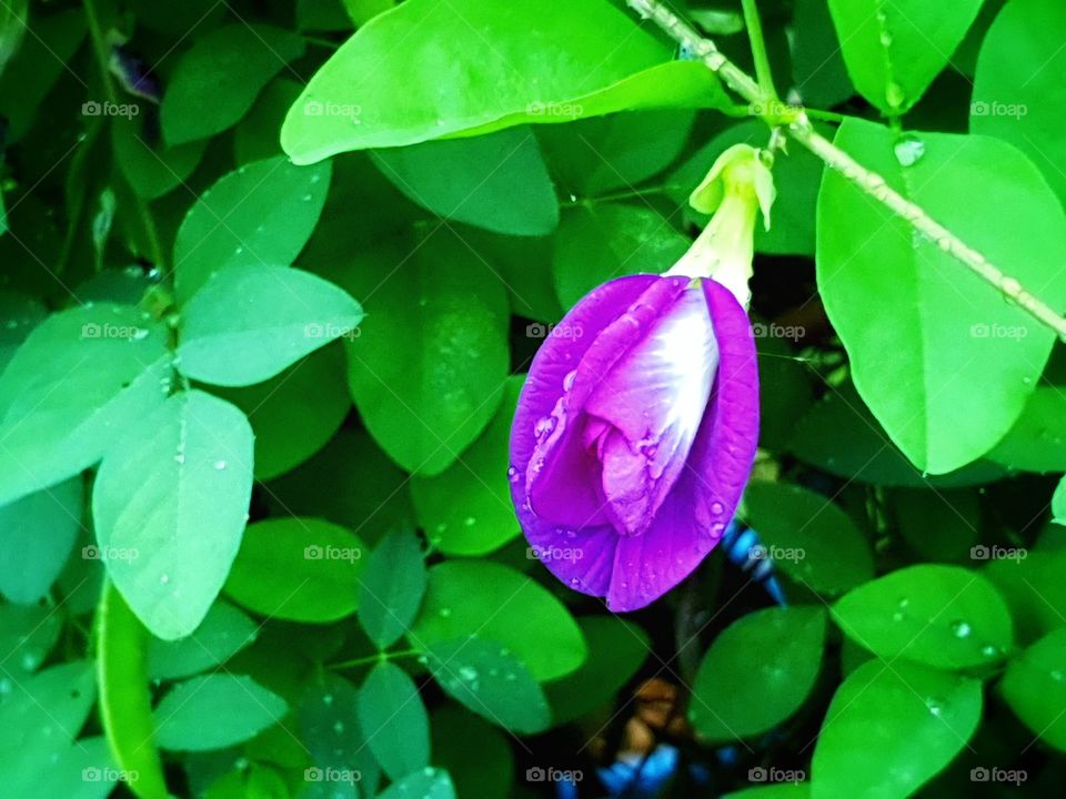 purple flower after the rain