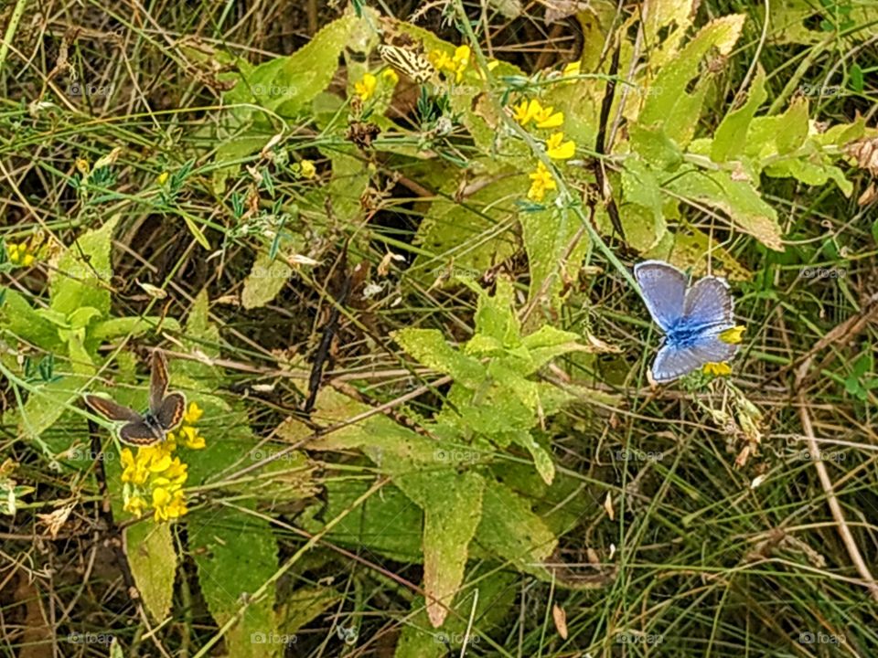 Colourful butterflies