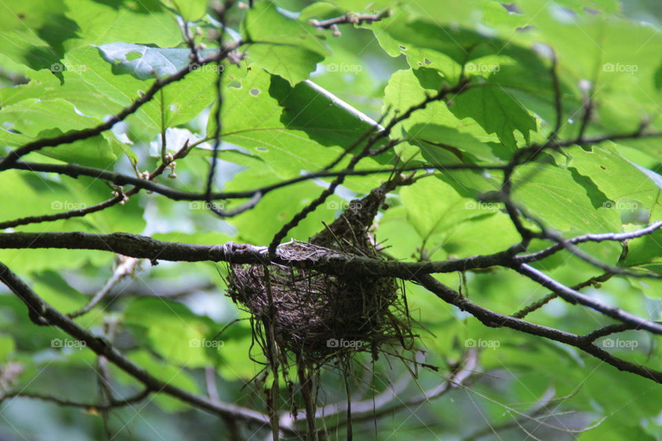 little nest