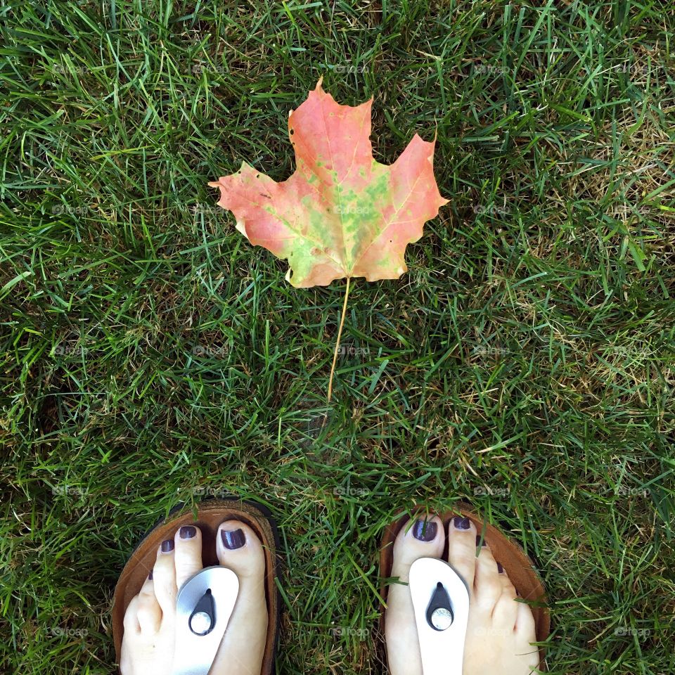 Maple leaf in grass
