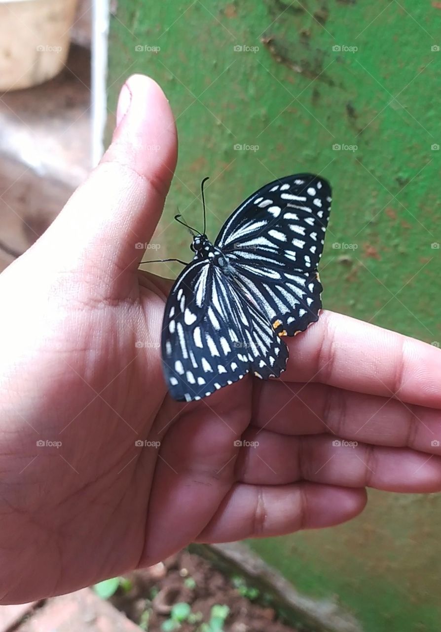 A butterfly having its time taking baby steps on her human mother for the first time after emerging from her chrysalis.