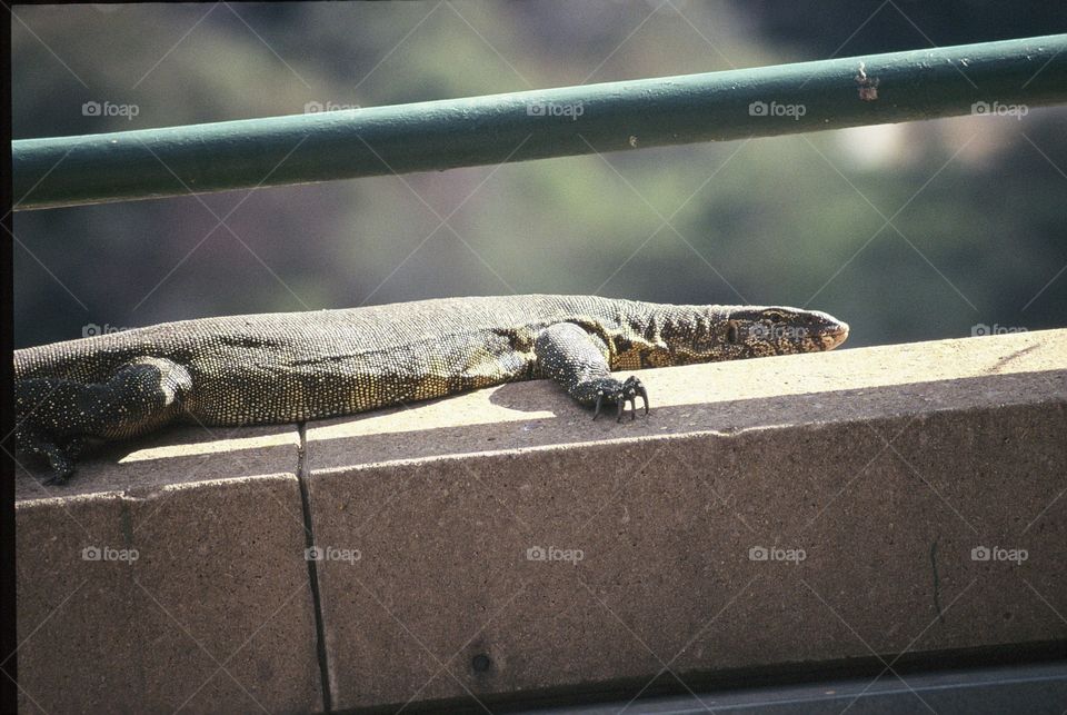 Giant lizard basking in the hot summer day