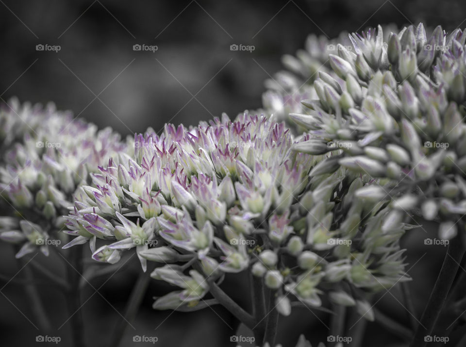 Selective color sedum Macro