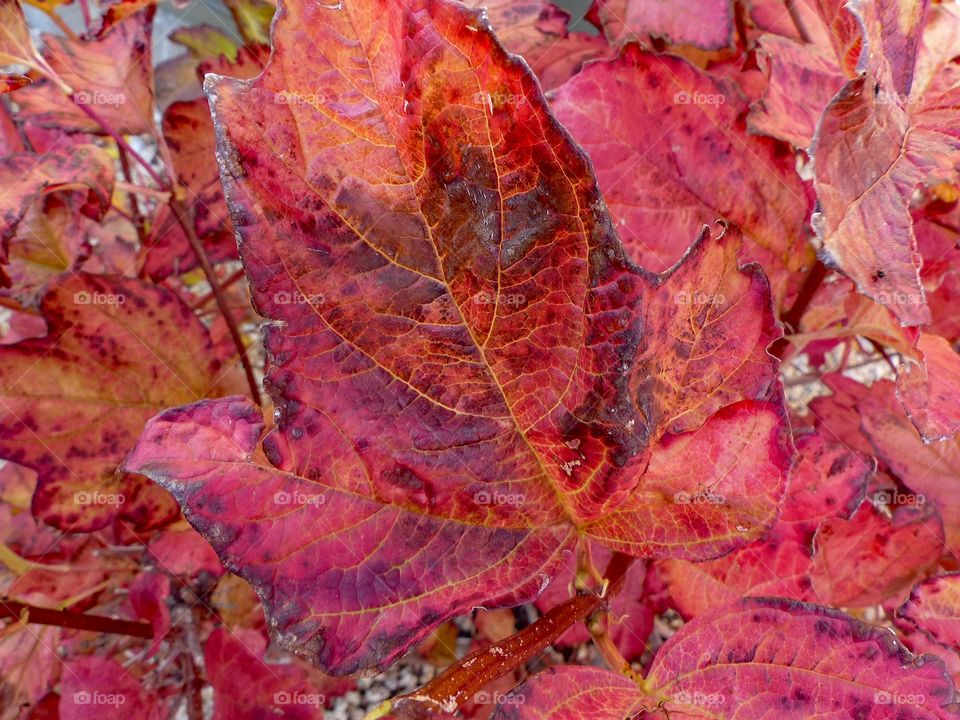 Colorful autumn leaves