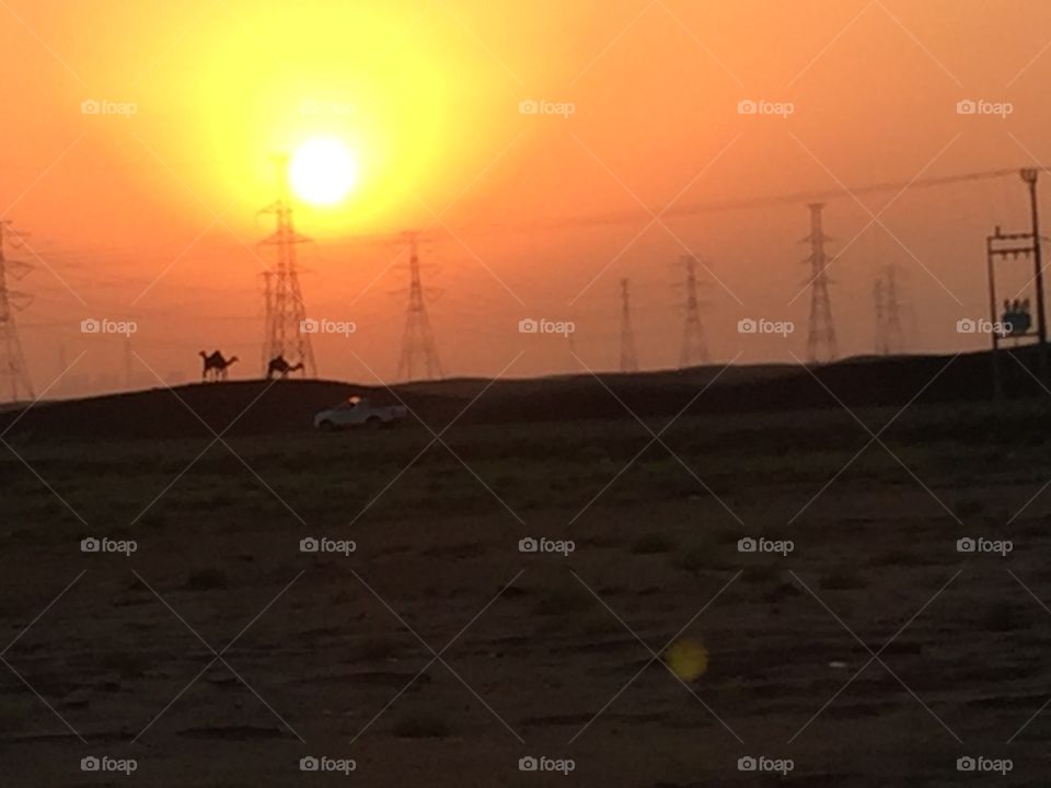 Camel in the desert at sunset.