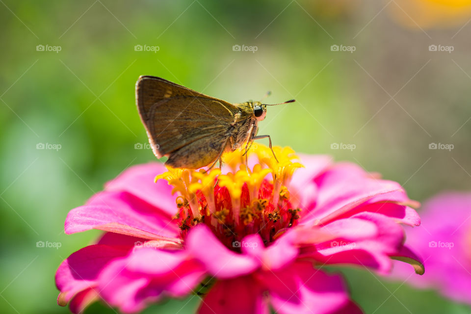 Tiny Butterfly on Flower
