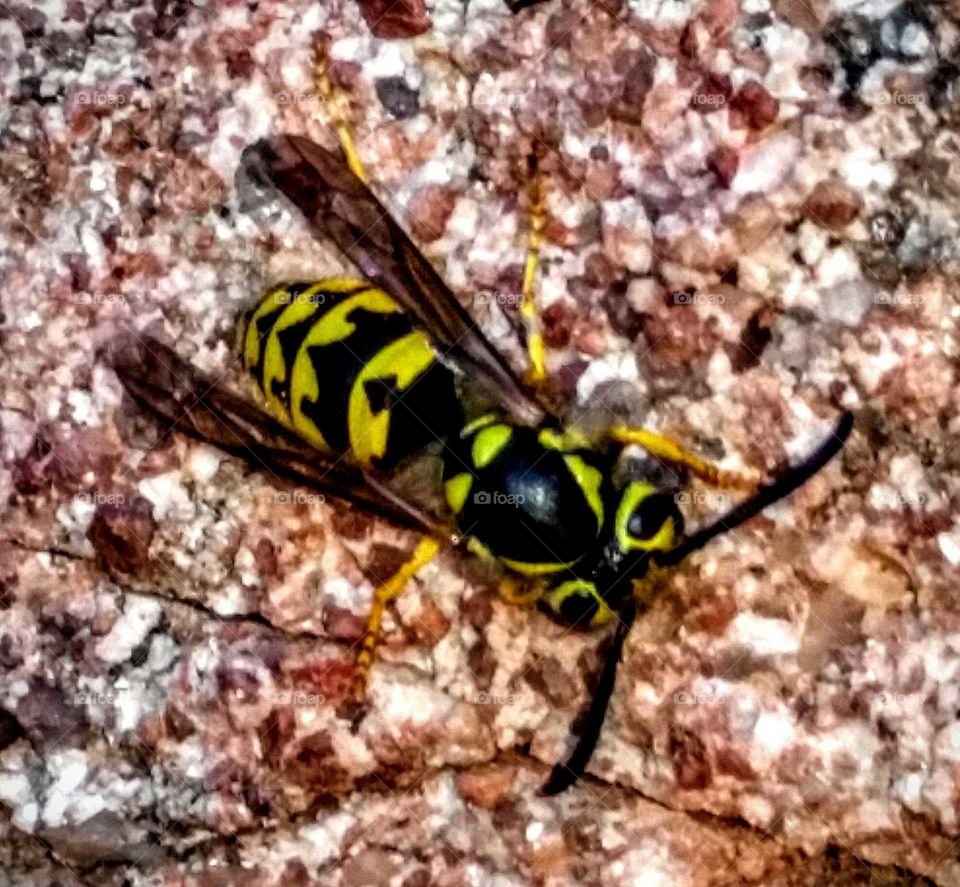High angle view of bee on rock