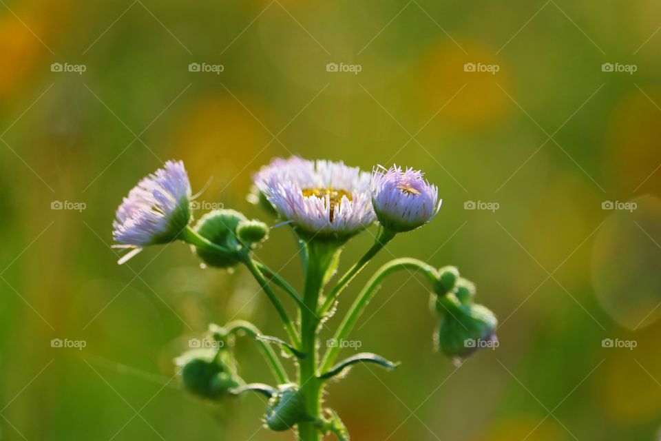 wildflowers