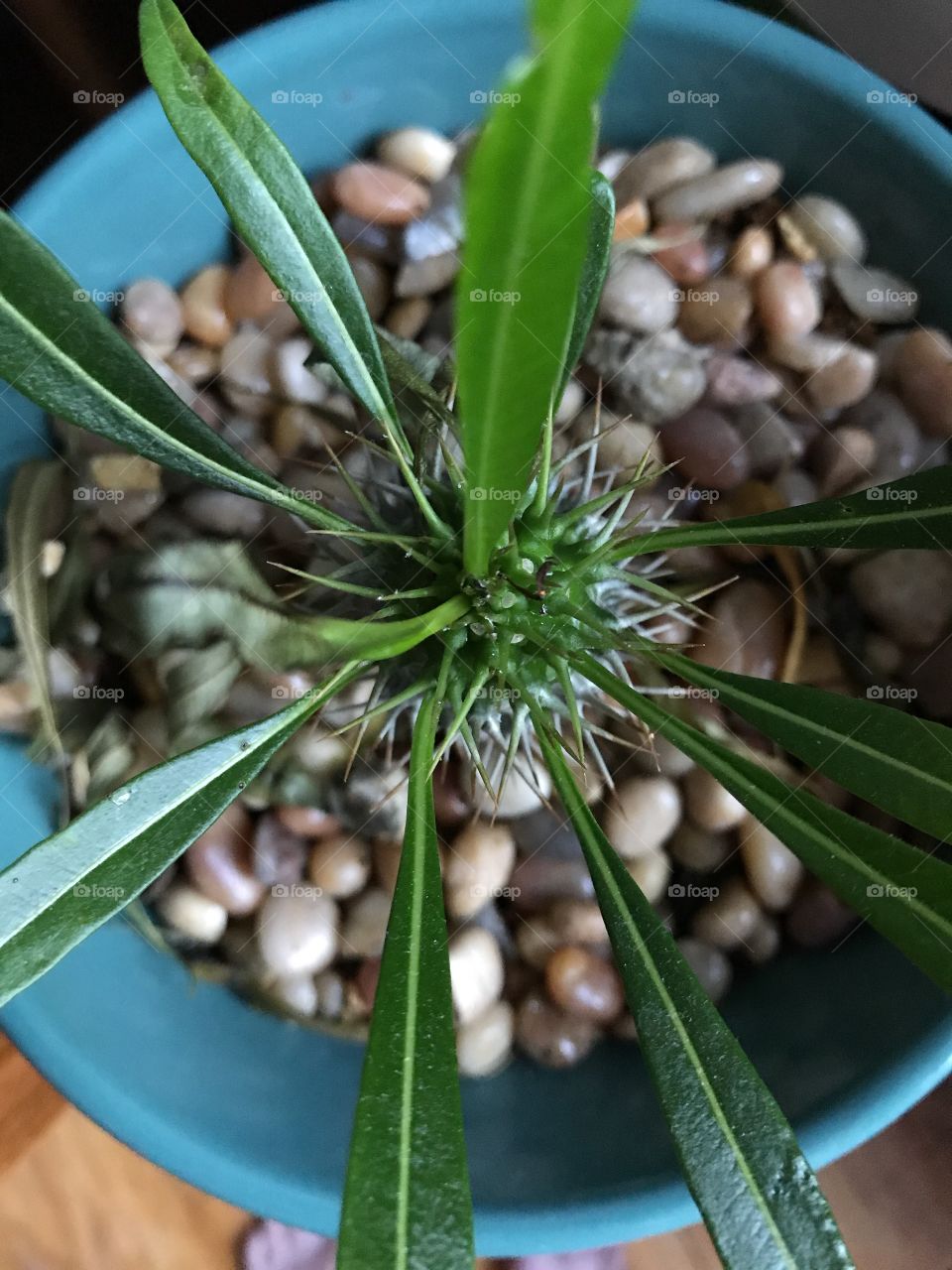 Plant close up