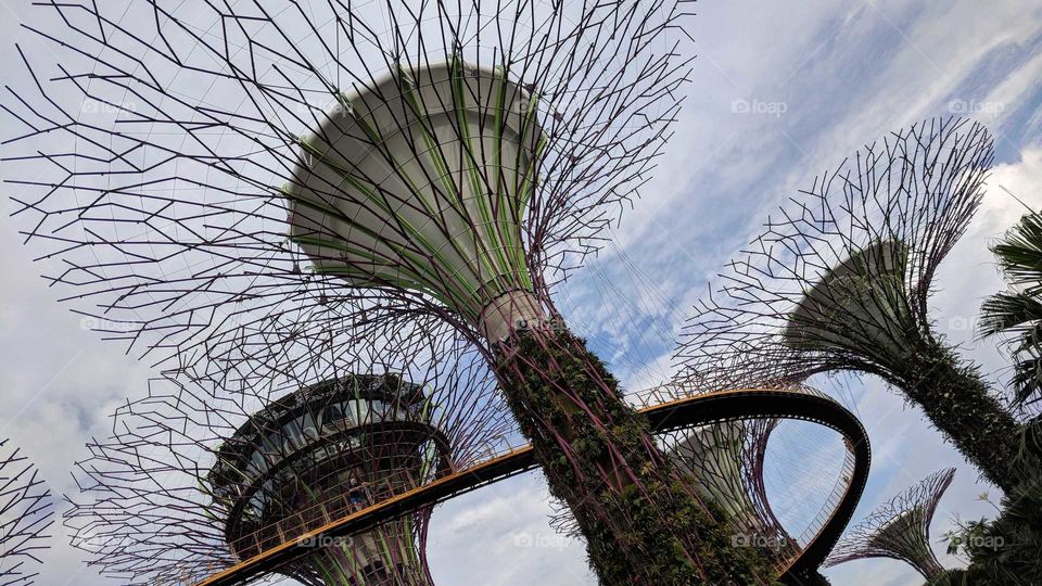 Supertree Grove in Singapore