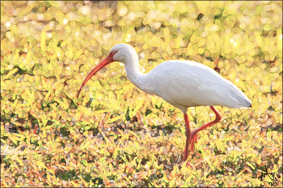 White Ibis