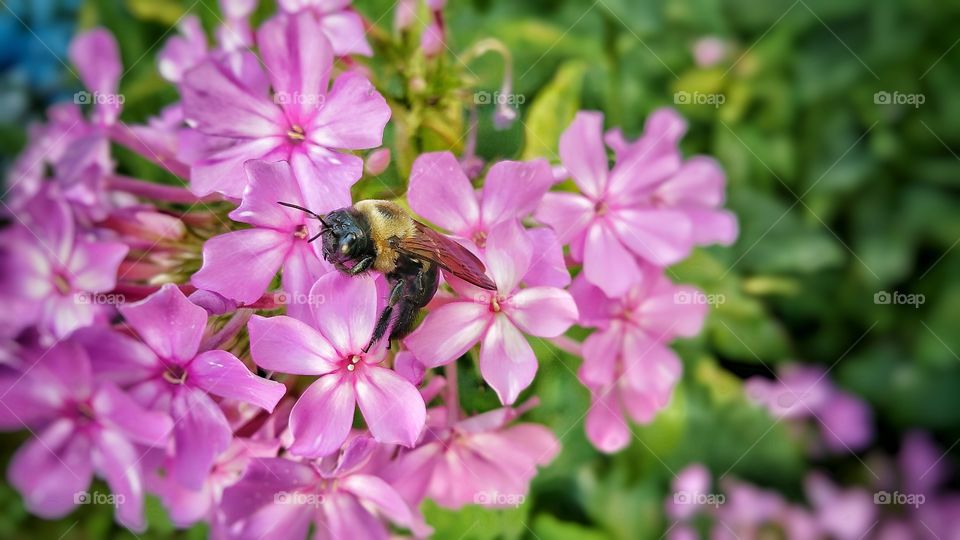 flower bee