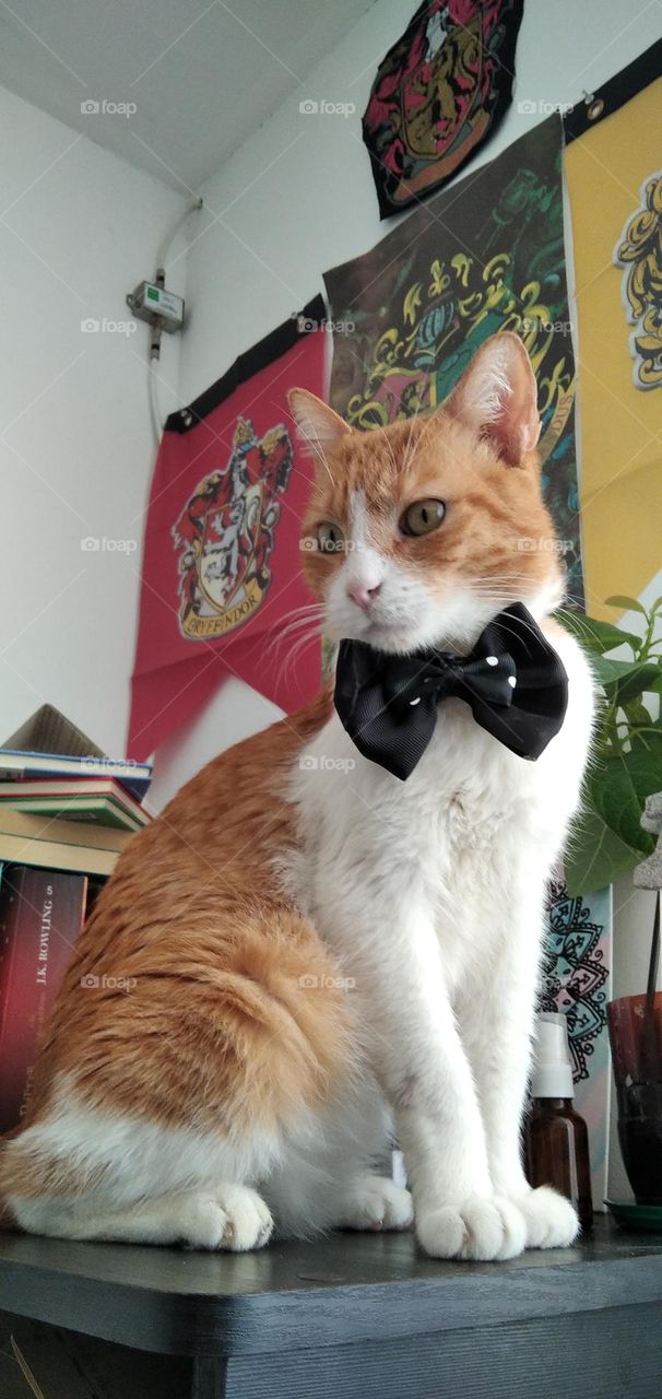 Elegant Cat 
Useful photo for a pet shop. This shows how handsome would you little friend could look.