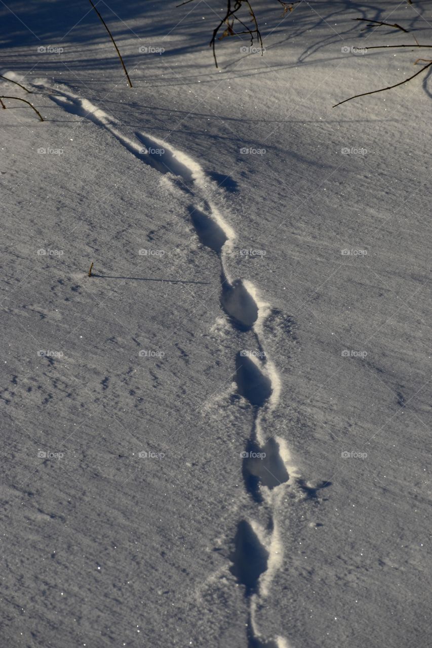 Footprints in the snow