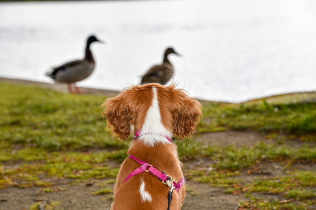 Dog looking at ducks