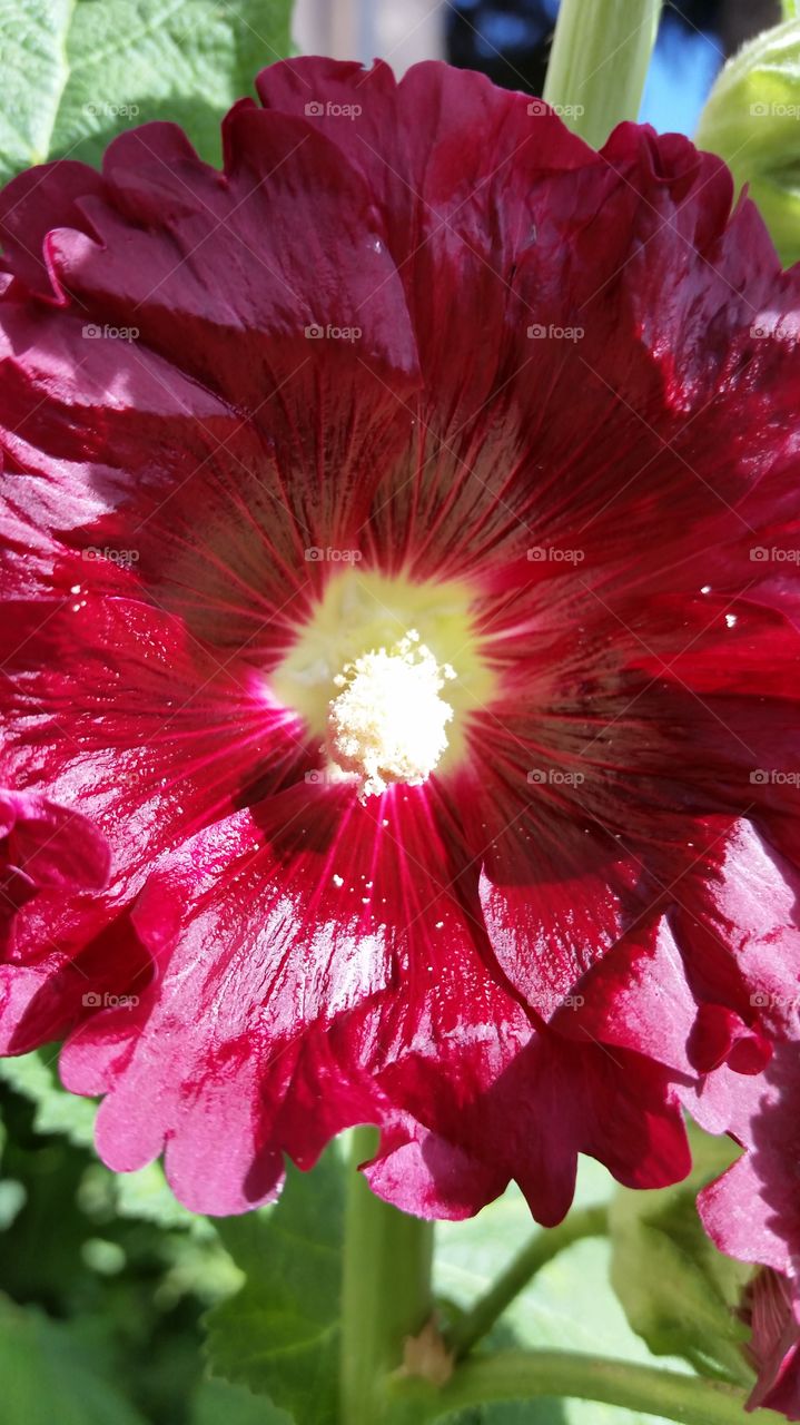 my Red Hollyhocks. comes back every year,2015