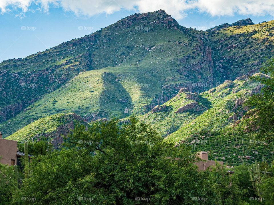 The fertile Sonoran desert bursts with life following recent monsoon rains in southern Arizona