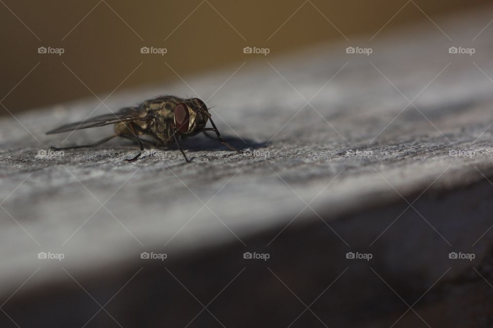 House fly on wood