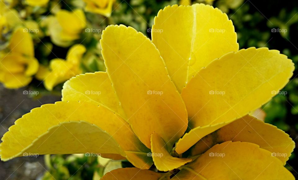 Yellow leaves. yellow leaves in the sun after a rain shower.