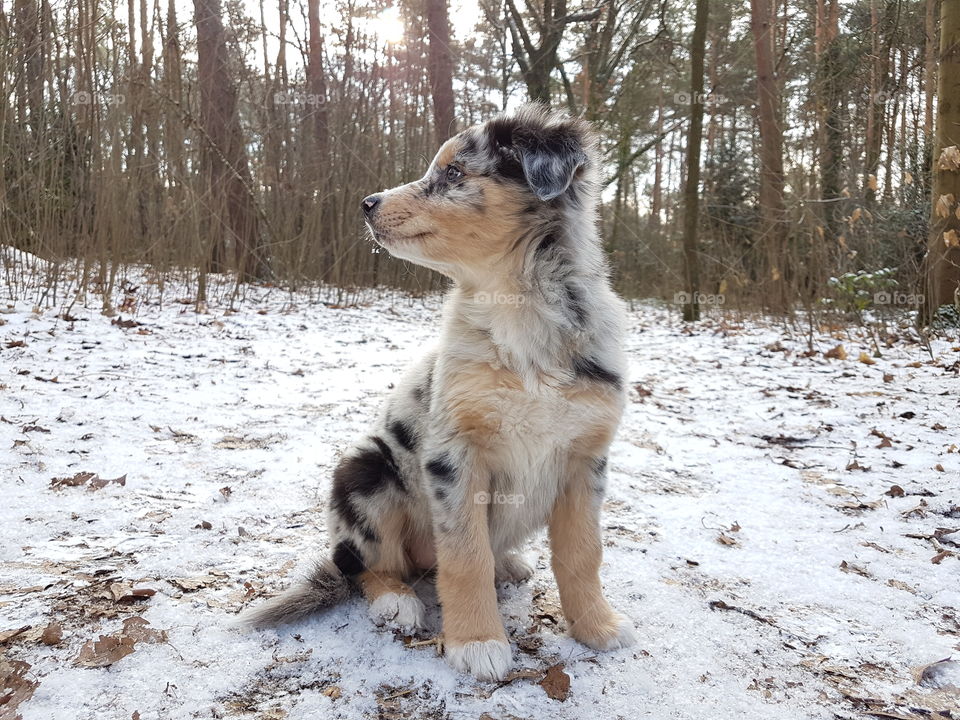 a young puppy sitting in the forest on a sunny snowy winter day.
