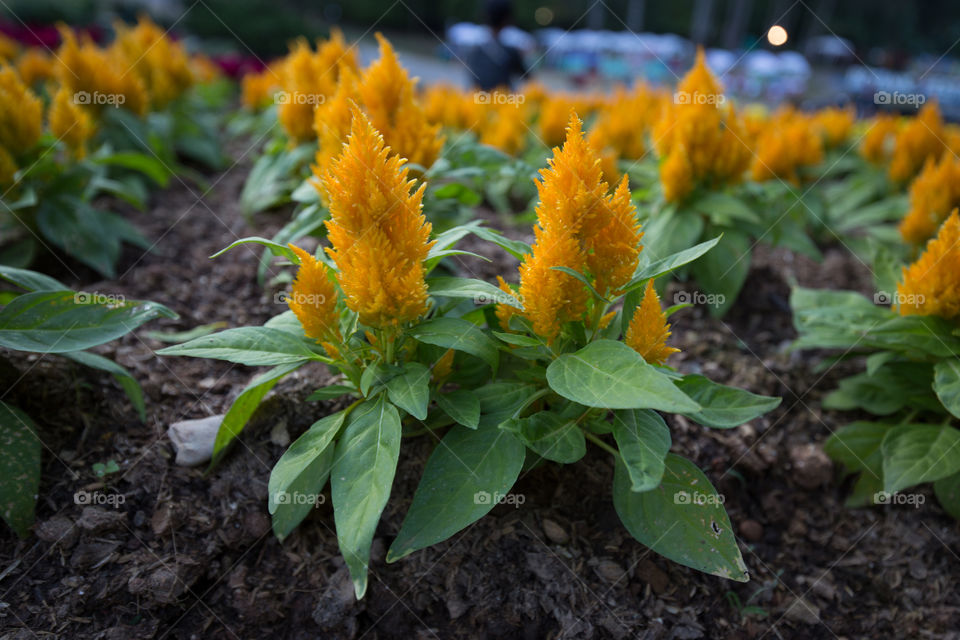 Yellow Flower