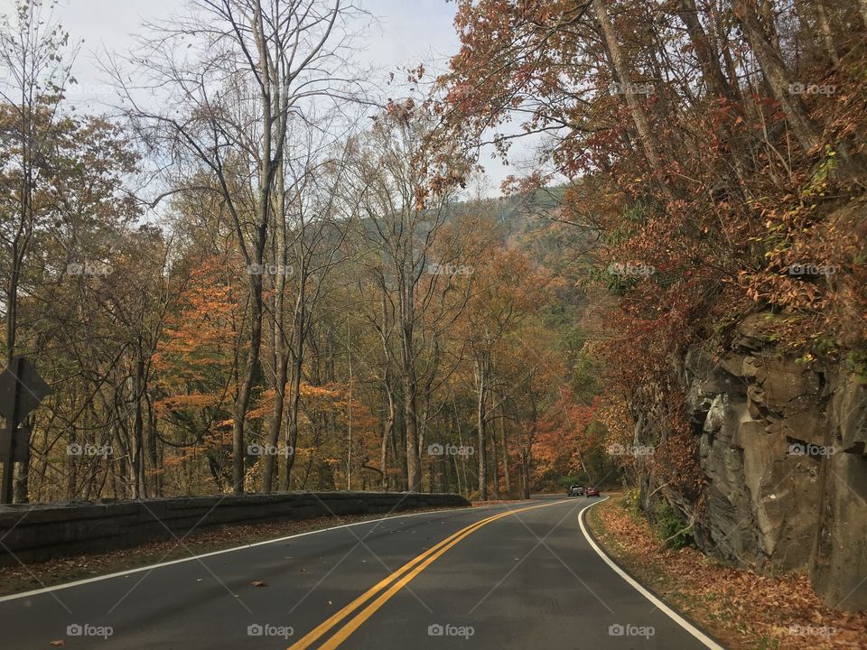 Road, Tree, Fall, Guidance, No Person