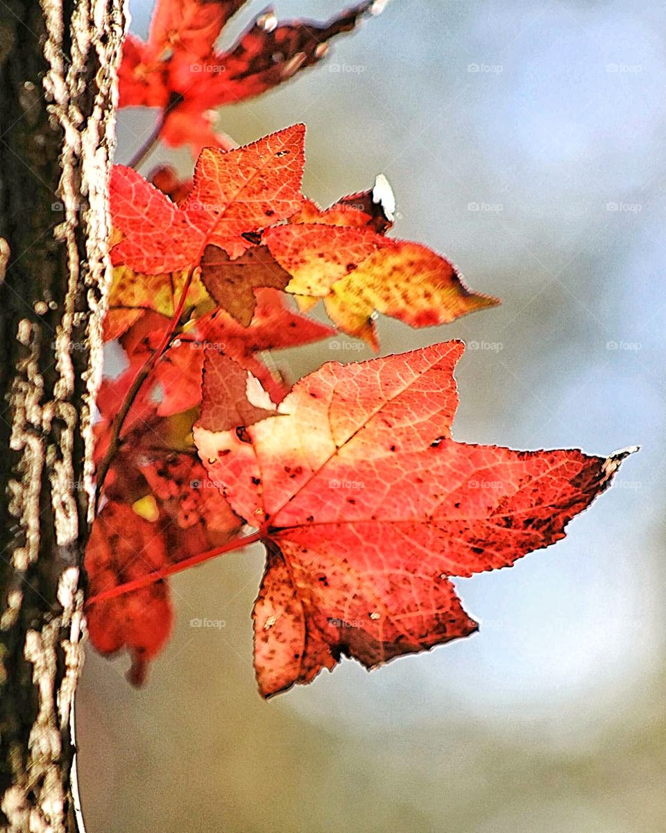 fall color leaves on tree