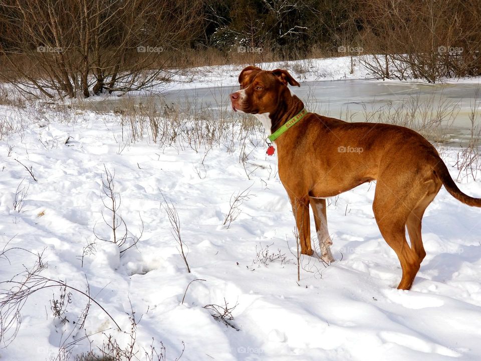 Olive Our Pup in the Snow by Our Frozen Pond in Winter