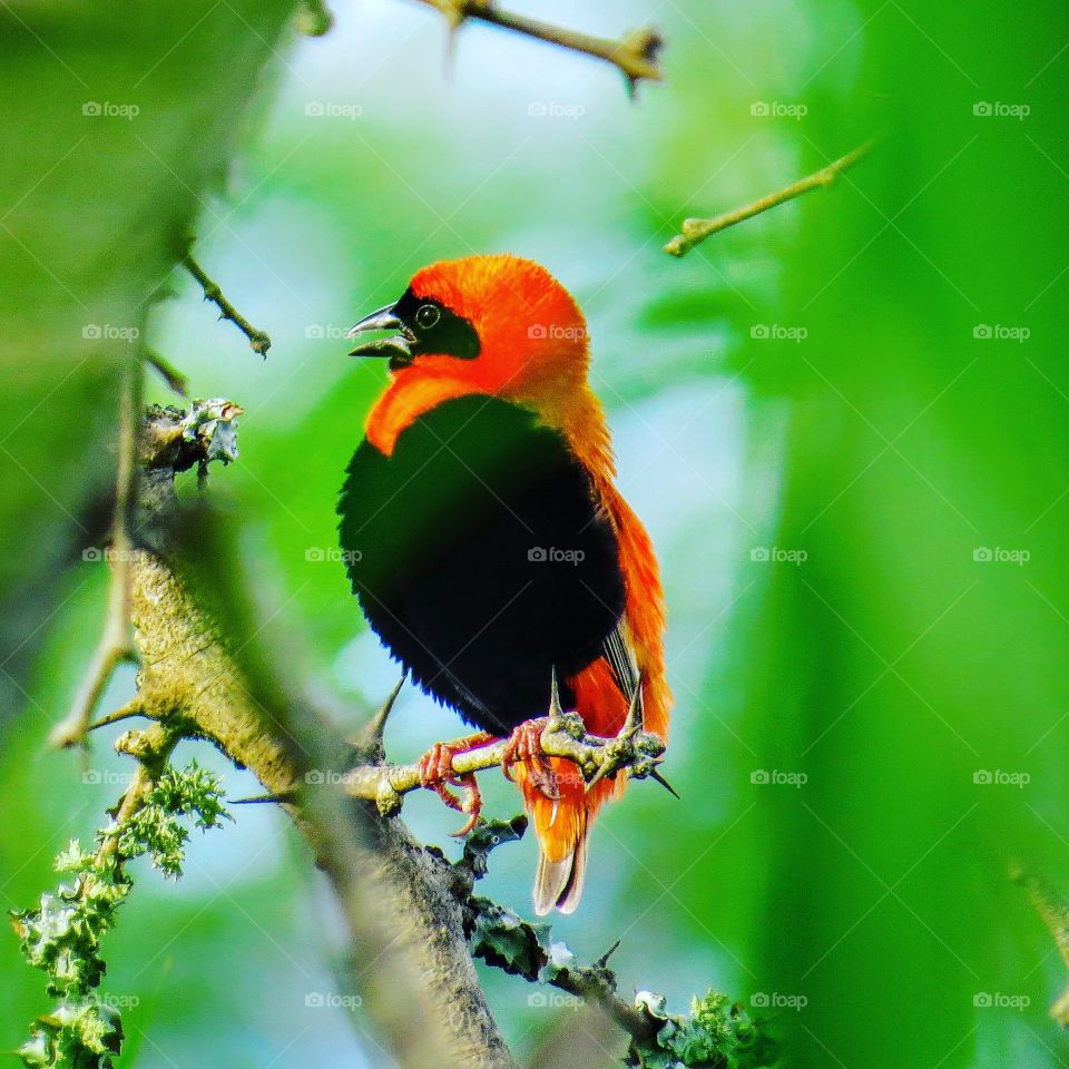 Bird, Wildlife, No Person, Nature, Avian